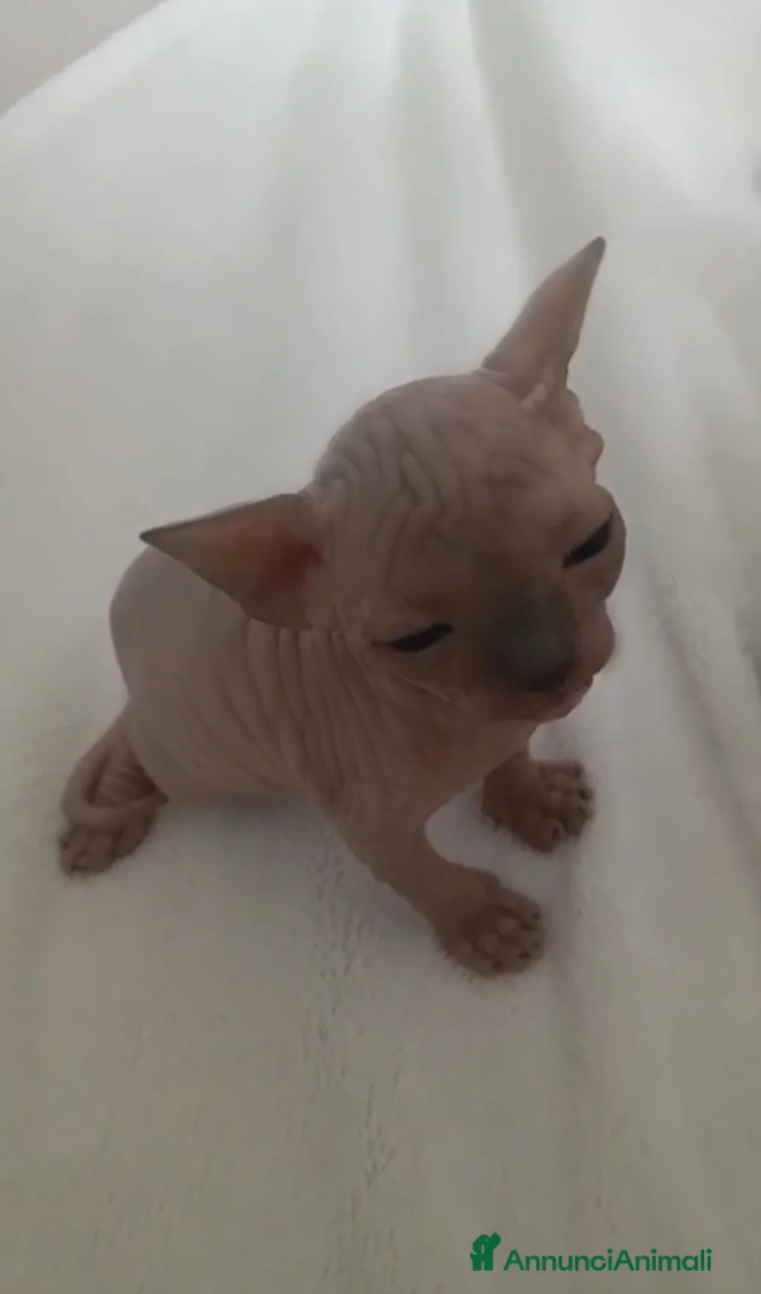 Sphynx gatti in vendita: Cuccioli di sphynx con pedigree  - Annuncio 2