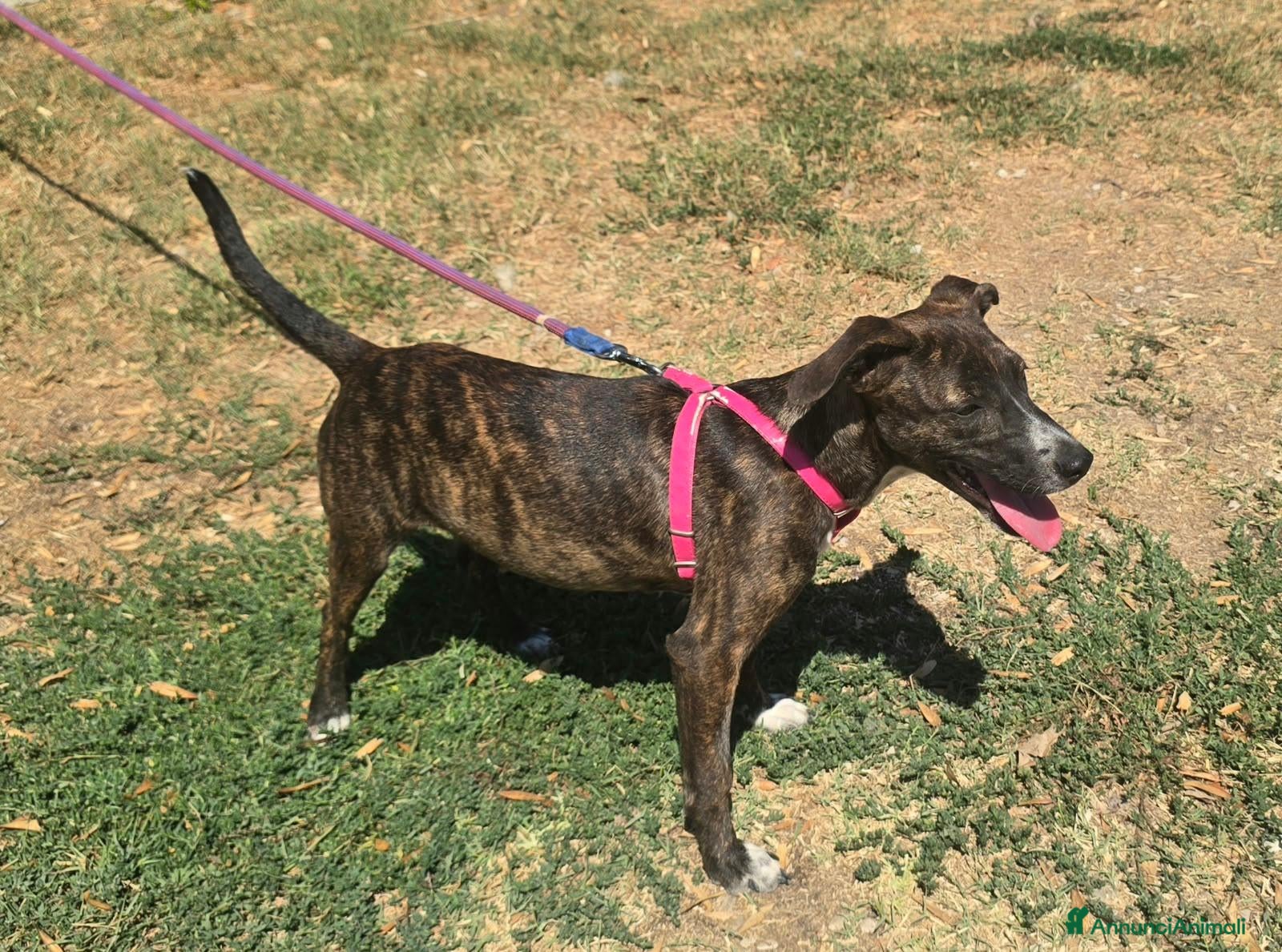 Meticcio cani Taglia piccola, 6 mesi scarsi  - Annuncio 2