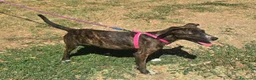 Meticcio cani in regalo: Taglia piccola, 6 mesi scarsi  - Annuncio 5