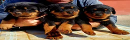 Rottweiler cani in vendita: Cuccioli rottweiler  - Annuncio 14