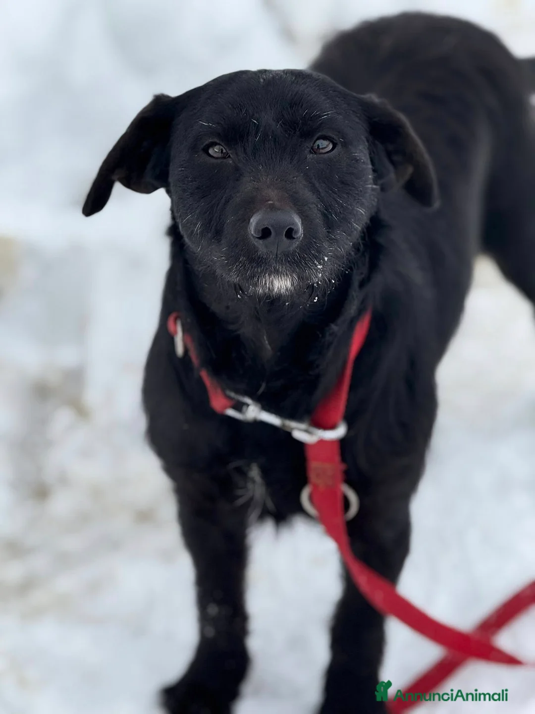 Meticcio cani in regalo: TRISH, tenerona in nero cerca famiglia! - Annuncio 2