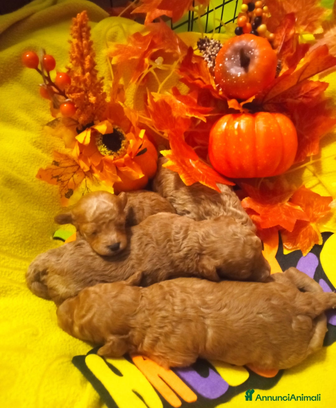 Barbone cani in vendita: Barboncini cuccioli  - Annuncio 4