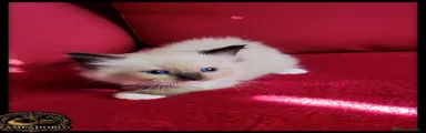 Ragdoll 2