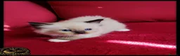 Ragdoll gatti in vendita: Ragdoll cuccioli alta genealogia  - Annuncio 5