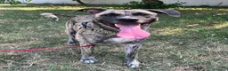 Meticcio cani in regalo: VITO CERCA CASA - Annuncio 9