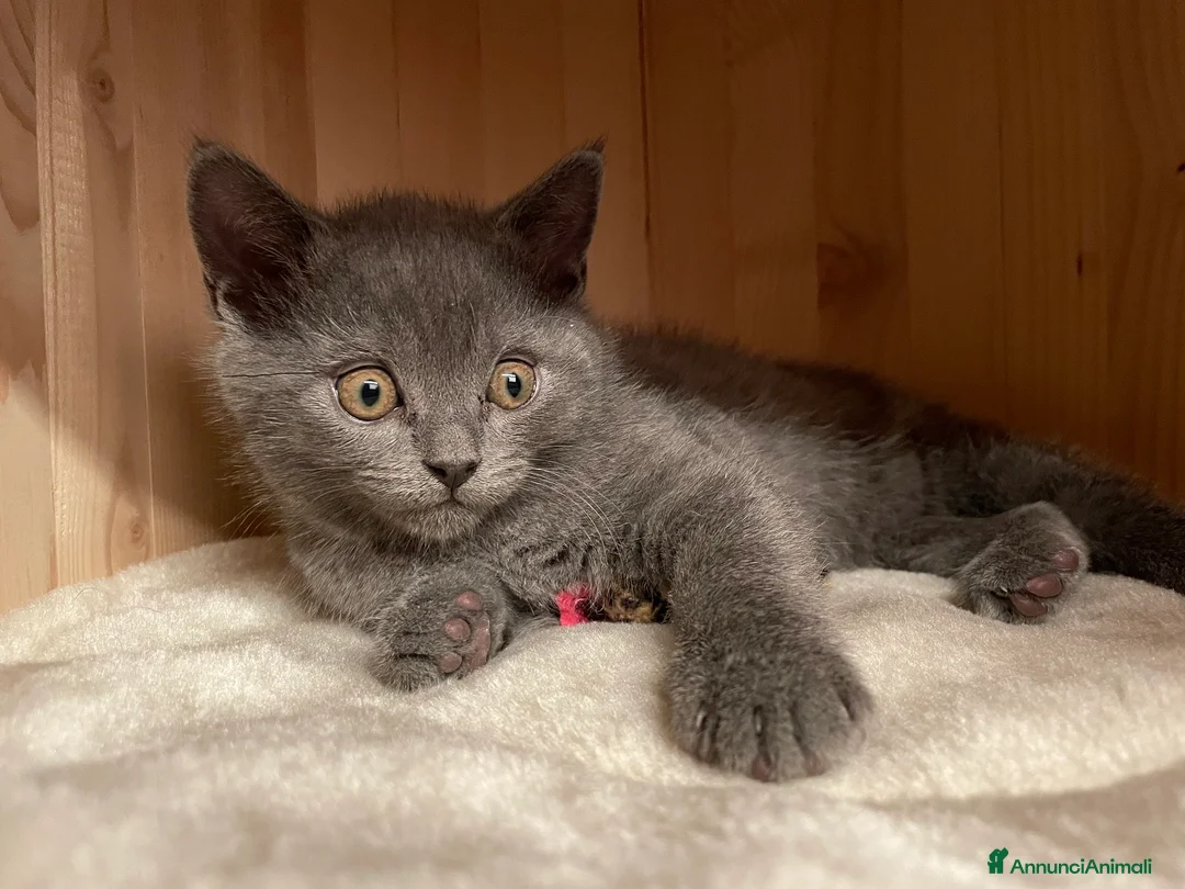 Immagine della galleria {{count}}