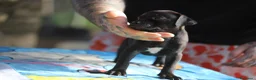 Pitbull cani in vendita: Cuccioli Pit Bull con pedigree anche a rate - Annuncio 20
