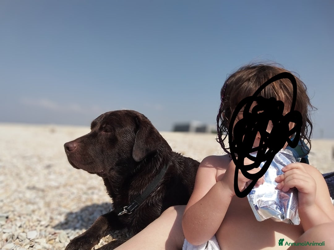 Labrador cani per accoppiamento: Labrador chocolate a Provincia di Ancona - Immagine 4