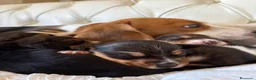 Beagle cani in vendita: cuccioli di beagle a Provincia di Barletta-Andria-Trani - Annuncio 8