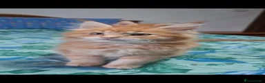 Ninfea
