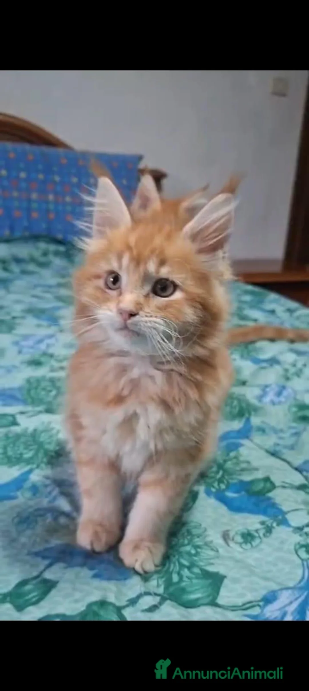 Maine Coon gatti in vendita: Nilaya e Ninfea - Annuncio 4