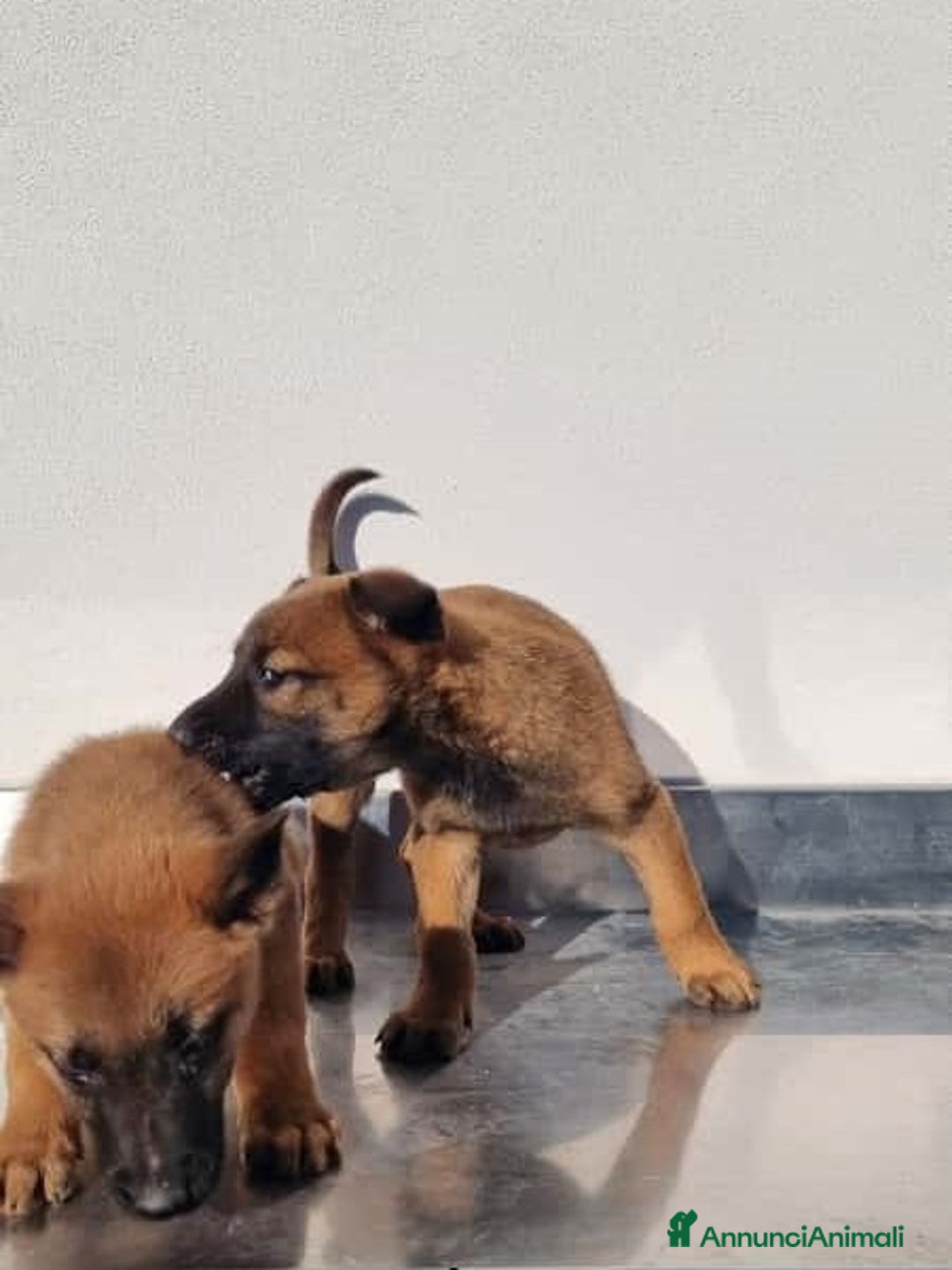 Pastore Belga cani in vendita: Cuccioli Pastore Belga Malinois Allevamento Lecce - Annuncio 3