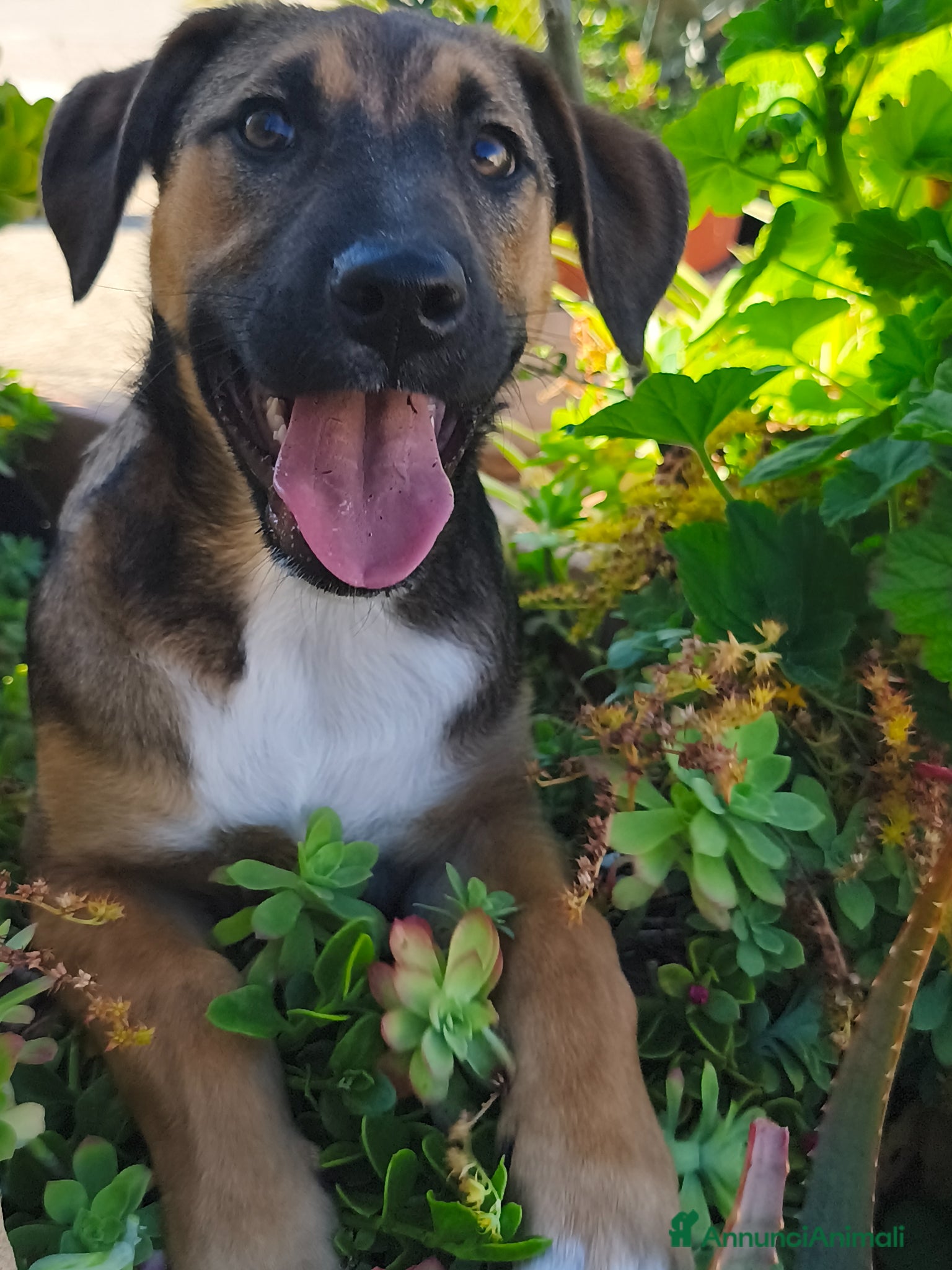 Meticcio cani Fucsia un bellissimo fiorellino - Annuncio 3