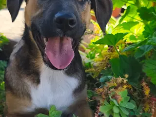 Meticcio cani Fucsia un bellissimo fiorellino - Annuncio 3