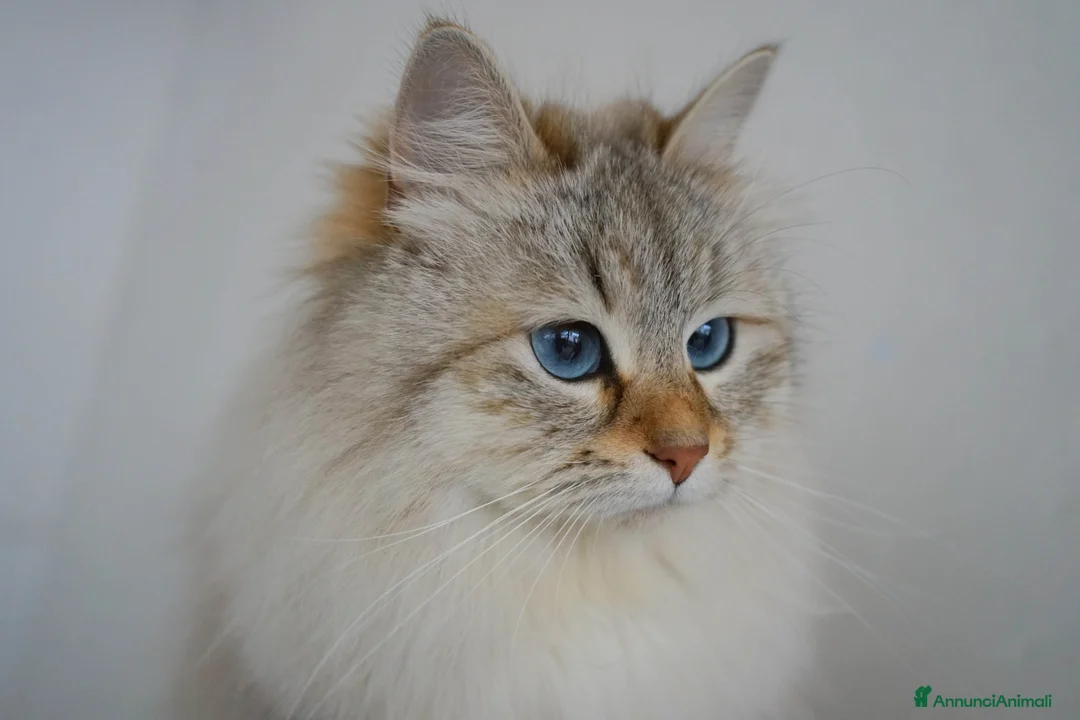 Immagine della galleria {{count}}