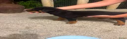 Rottweiler cani in vendita: Cuccioli rottweiller - Annuncio 5