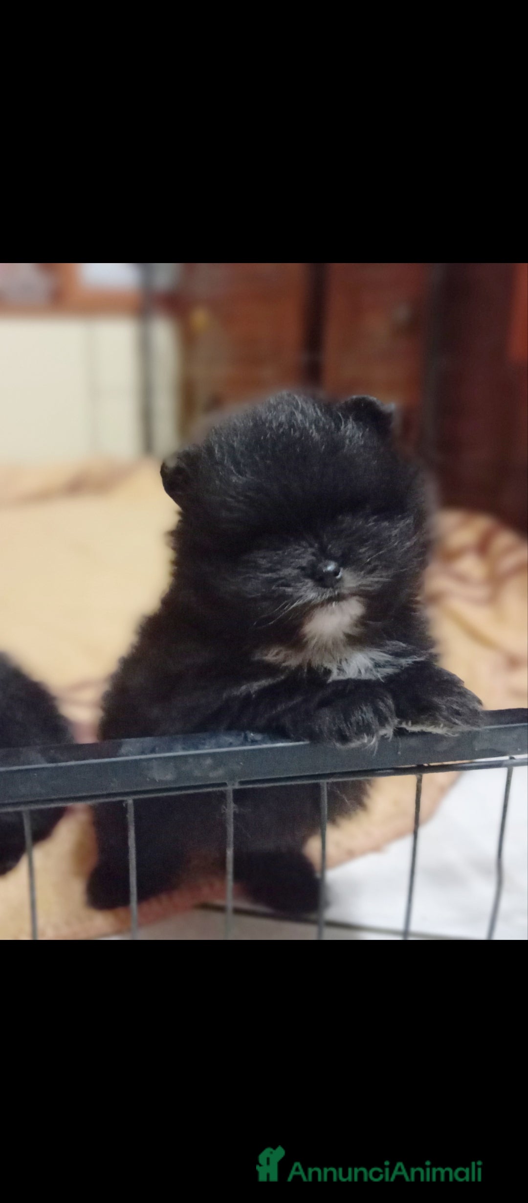 Volpino Pomerania cani in vendita: POMERANIA TEDDY BEAR  - Annuncio 5