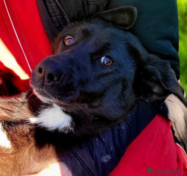 Labrador cani Bibbi' la gioia del suo essere ti prende il cuore - Annuncio 3