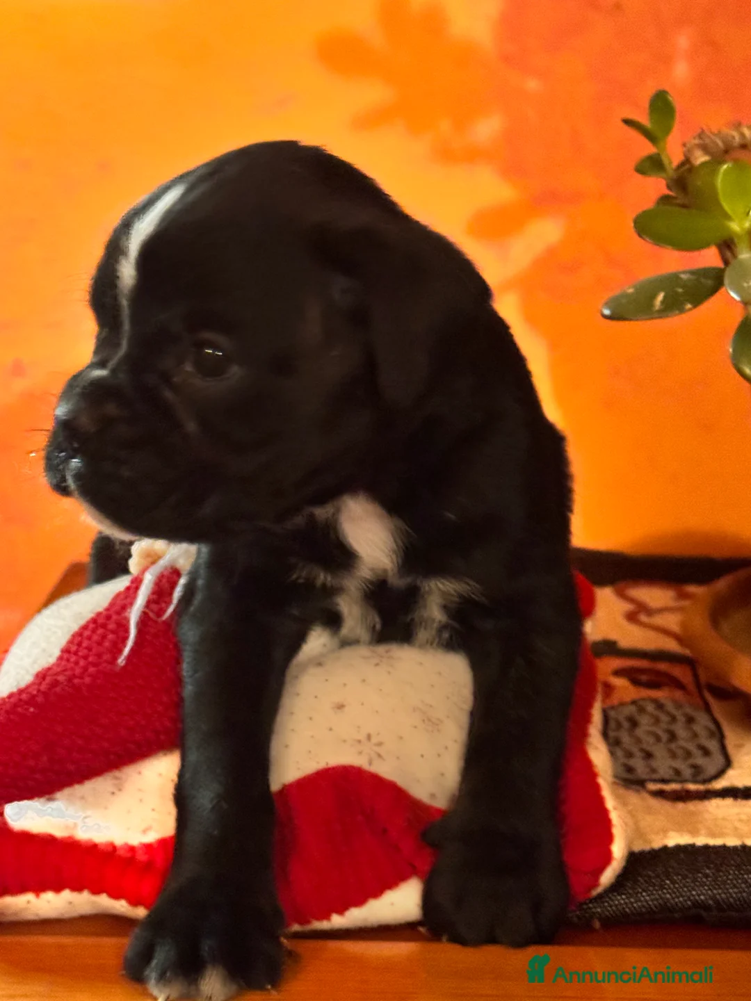 Boxer cani in vendita: Cucciole boxer - Annuncio 3