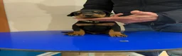 Dobermann cani in vendita: Vendo cuccioli di dobermann - Annuncio 2