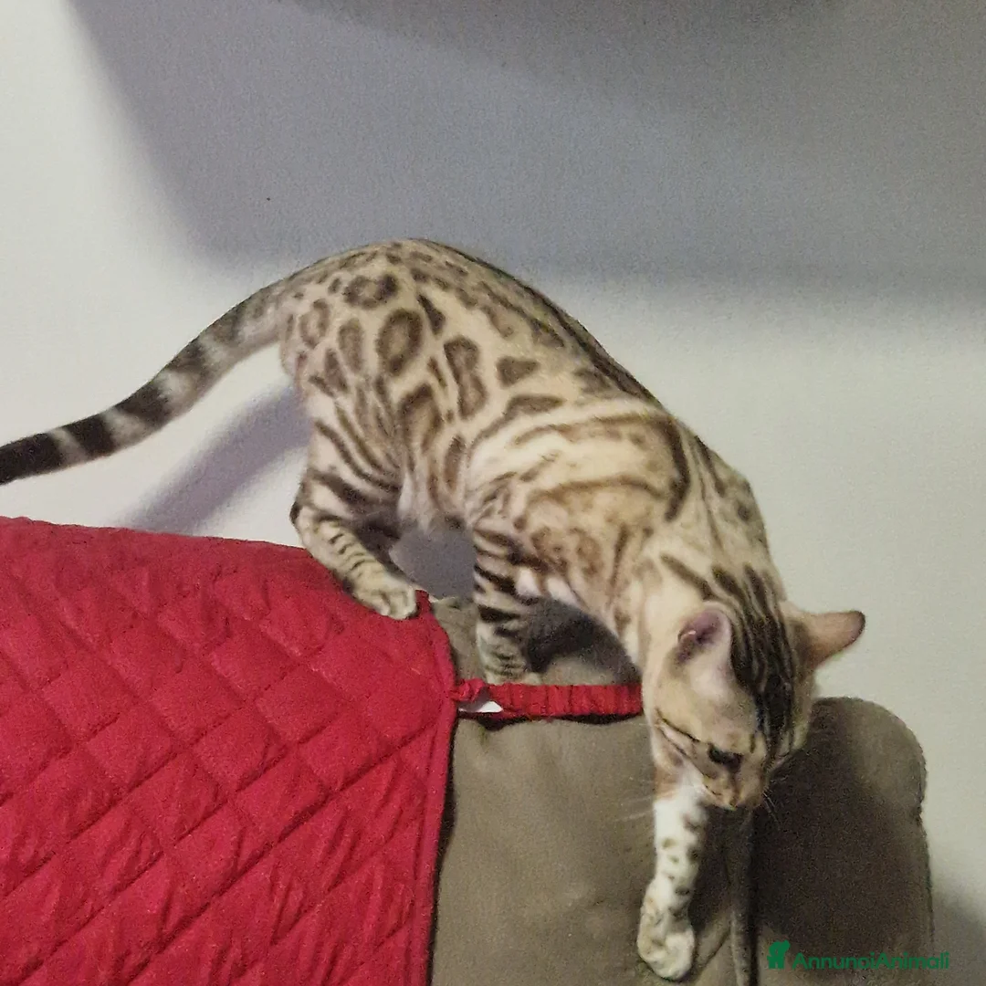 Bengala gatti per accoppiamento: Bengala maschio cerca gatta a Provincia di Lodi - Annuncio 2