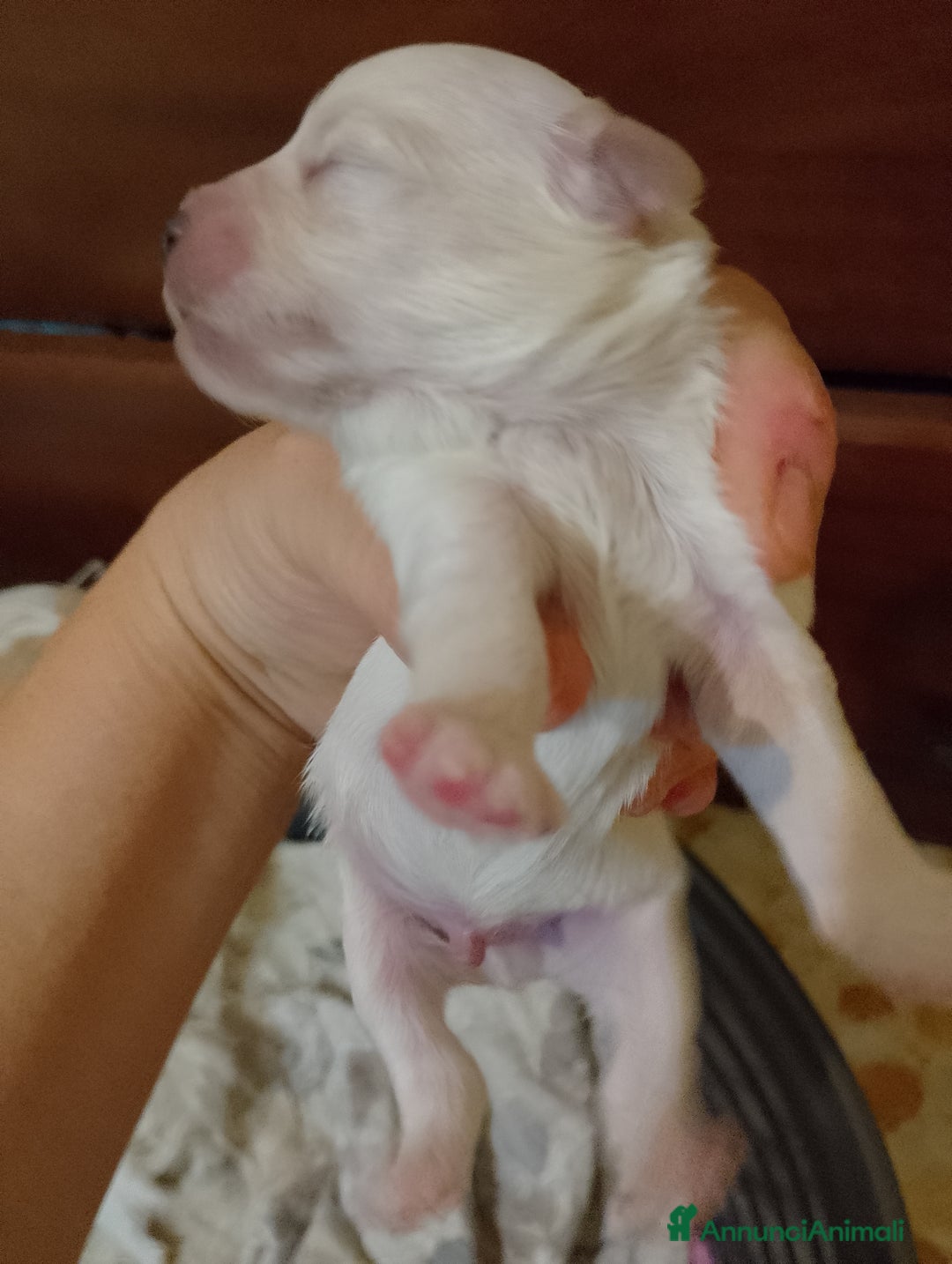 Meticcio cani in vendita: Maltipoo  - Annuncio 2