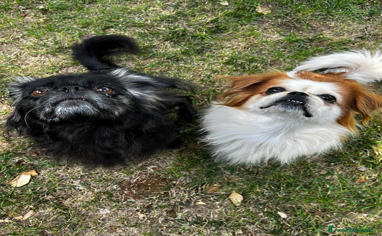 Pechinese cani - Annuncio 1