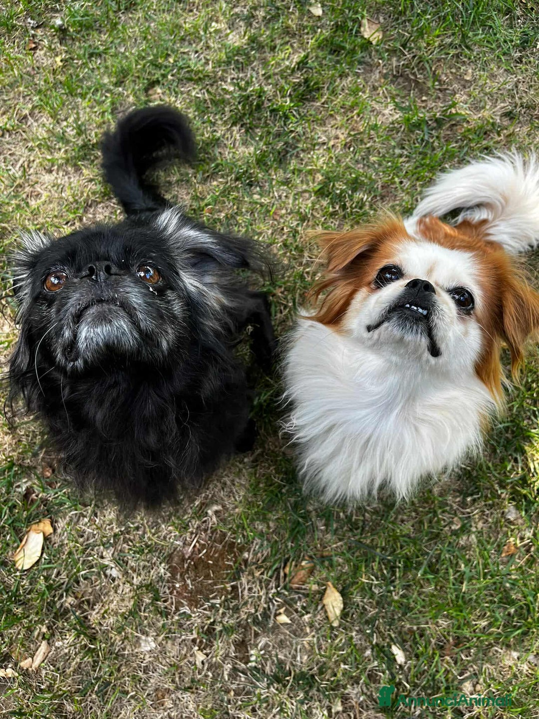 Pechinese cani in regalo: BRAD e ANGELINA, piccoli PECHINESI cercano casa! - Annuncio 1