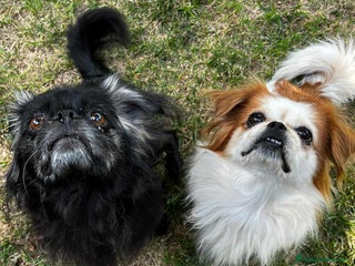 Pechinese cani BRAD e ANGELINA, piccoli PECHINESI cercano casa! - Annuncio 2