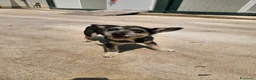 Meticcio cani in regalo: Bueno: taglia piccola, dolce e socievole  - Annuncio 6