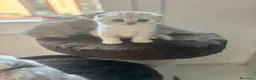 Scottish gatti in vendita: Bellissimi cuccioli di scottish straight/fold - Annuncio 27