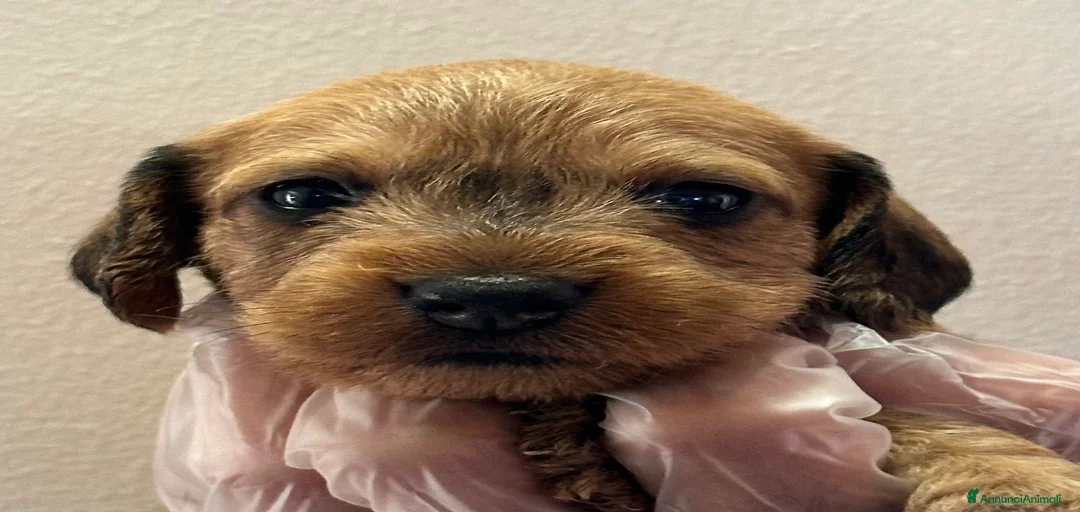 Immagine della galleria {{count}}