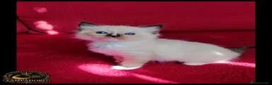 Ragdoll 5