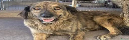 Meticcio cani in regalo: Bruschetta, urge adozione - Annuncio 1