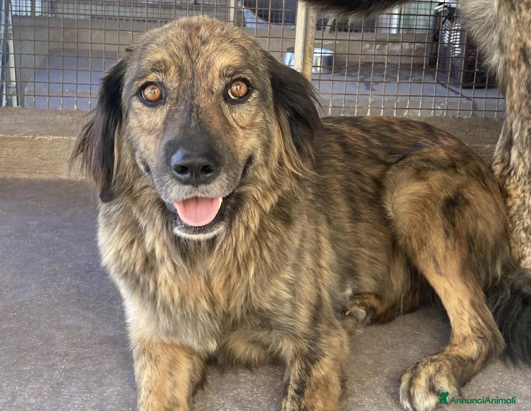 Meticcio cani in regalo: Bruschetta, urge adozione - Annuncio 1
