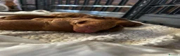 Barboncino cani in vendita: Barboncino nano  - Annuncio 4