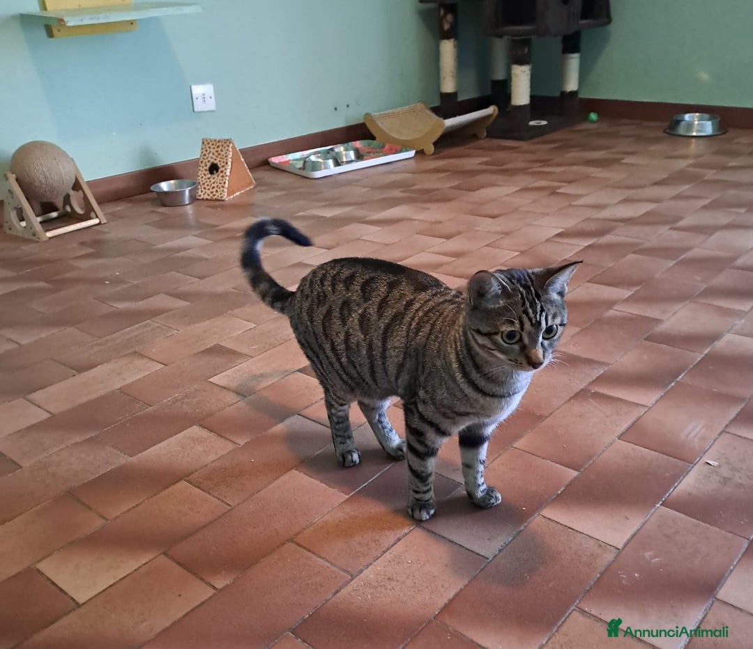 Europeo gatti in regalo: GRACE e KEVIN, teneri gattini in adozione! - Annuncio 6