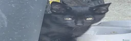 Meticcio gatti in regalo: Cuccioli Gattini a Provincia di Catanzaro - Annuncio 6