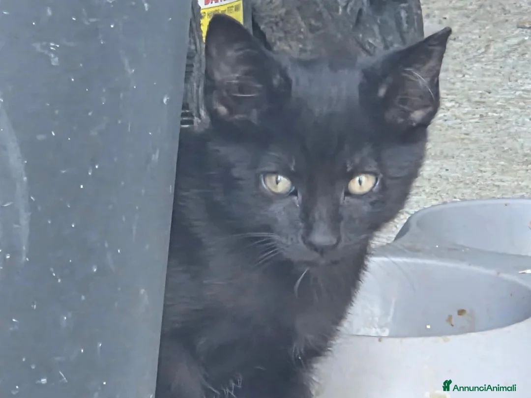 Meticcio gatti in regalo: Cuccioli Gattini a Provincia di Catanzaro - Annuncio 6