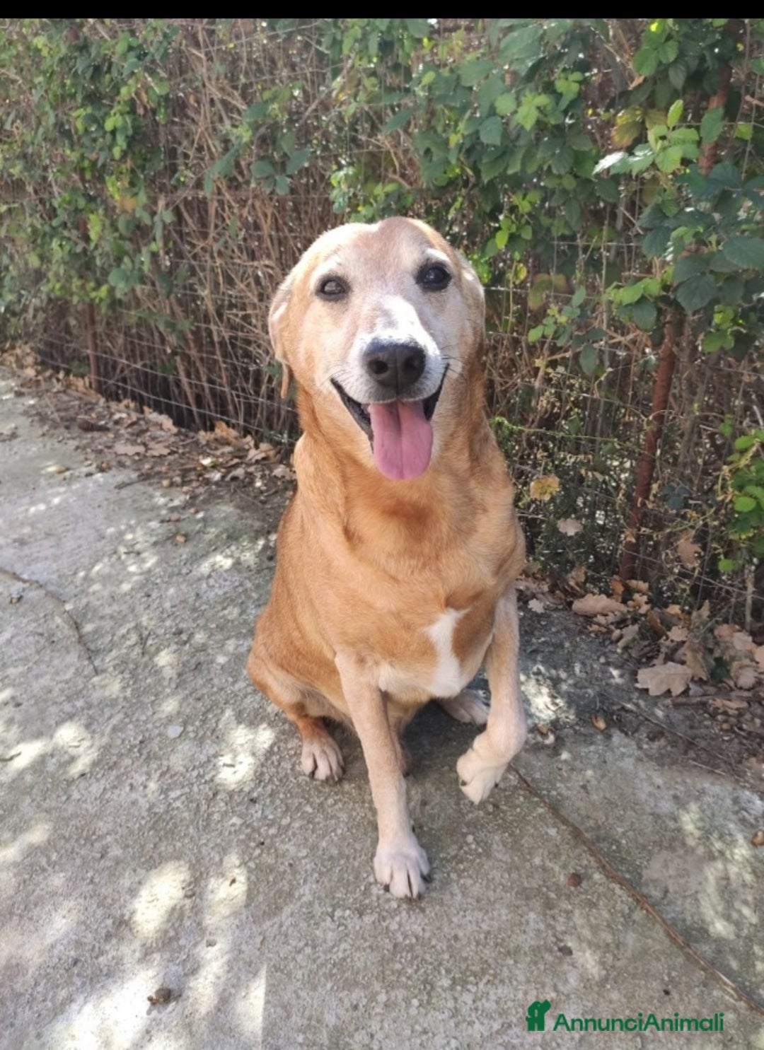 Meticcio cani in regalo: 11anni padrona morta, triste in canile.SICILIA a Città Metropolitana di Milano - Annuncio 1