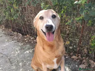 Meticcio cani 11anni padrona morta, triste in canile.SICILIA a Città Metropolitana di Milano - Annuncio 27