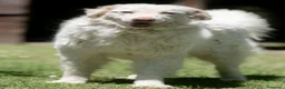 Meticcio cani in regalo: FULVIO STA PERDENDO LE SPERANZE...IN ADOZIONE - Annuncio 2