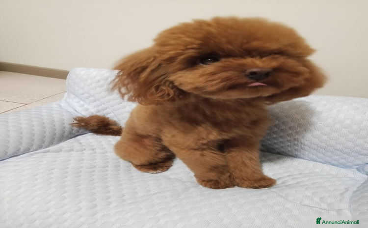 Barboncino Toy cani a Provincia di Piacenza - Annuncio 6