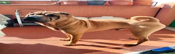 Shar Pei cani in regalo: REGALO SHARPEI  a Provincia di Pordenone - Annuncio 3