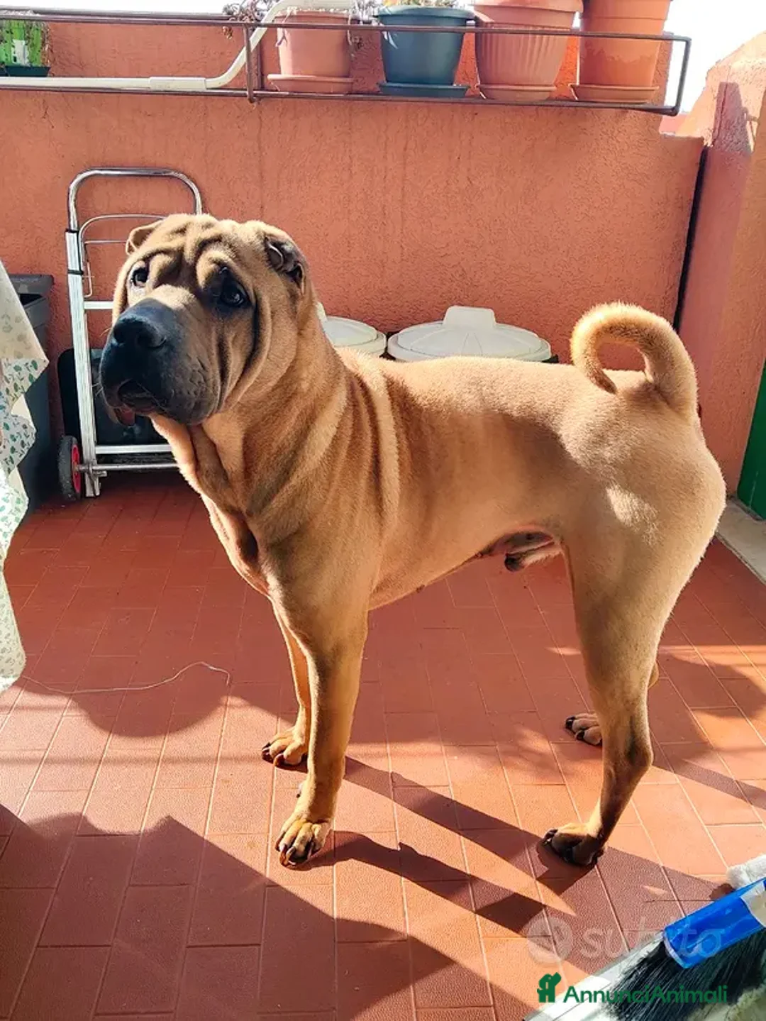 Shar Pei cani in regalo: REGALO SHARPEI  a Provincia di Pordenone - Annuncio 3