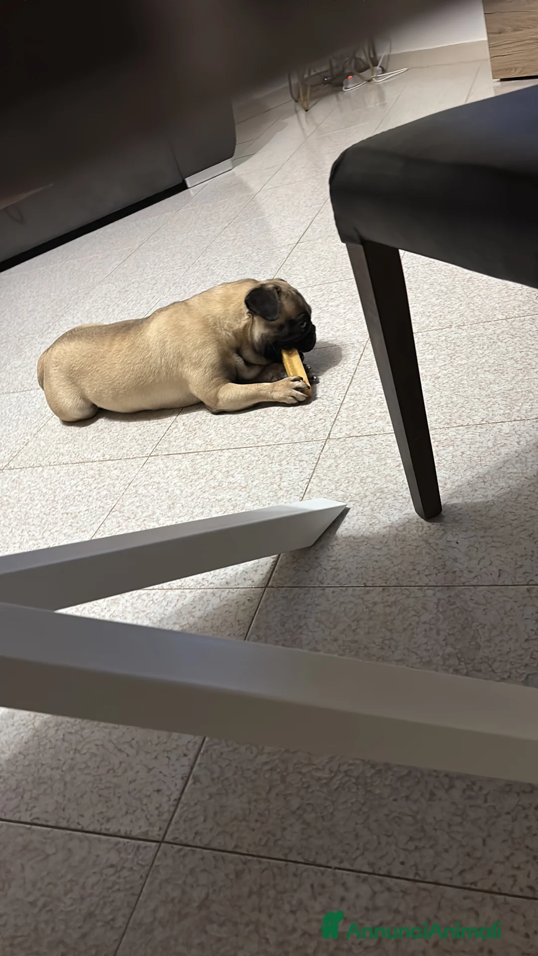 Carlino cani in vendita: Carlino - Annuncio 2