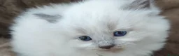Ragdoll gatti in vendita: Ragdoll  - Annuncio 5