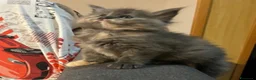 Maine Coon gatti in vendita: Cuccioli di Maine Coon  - Annuncio 4