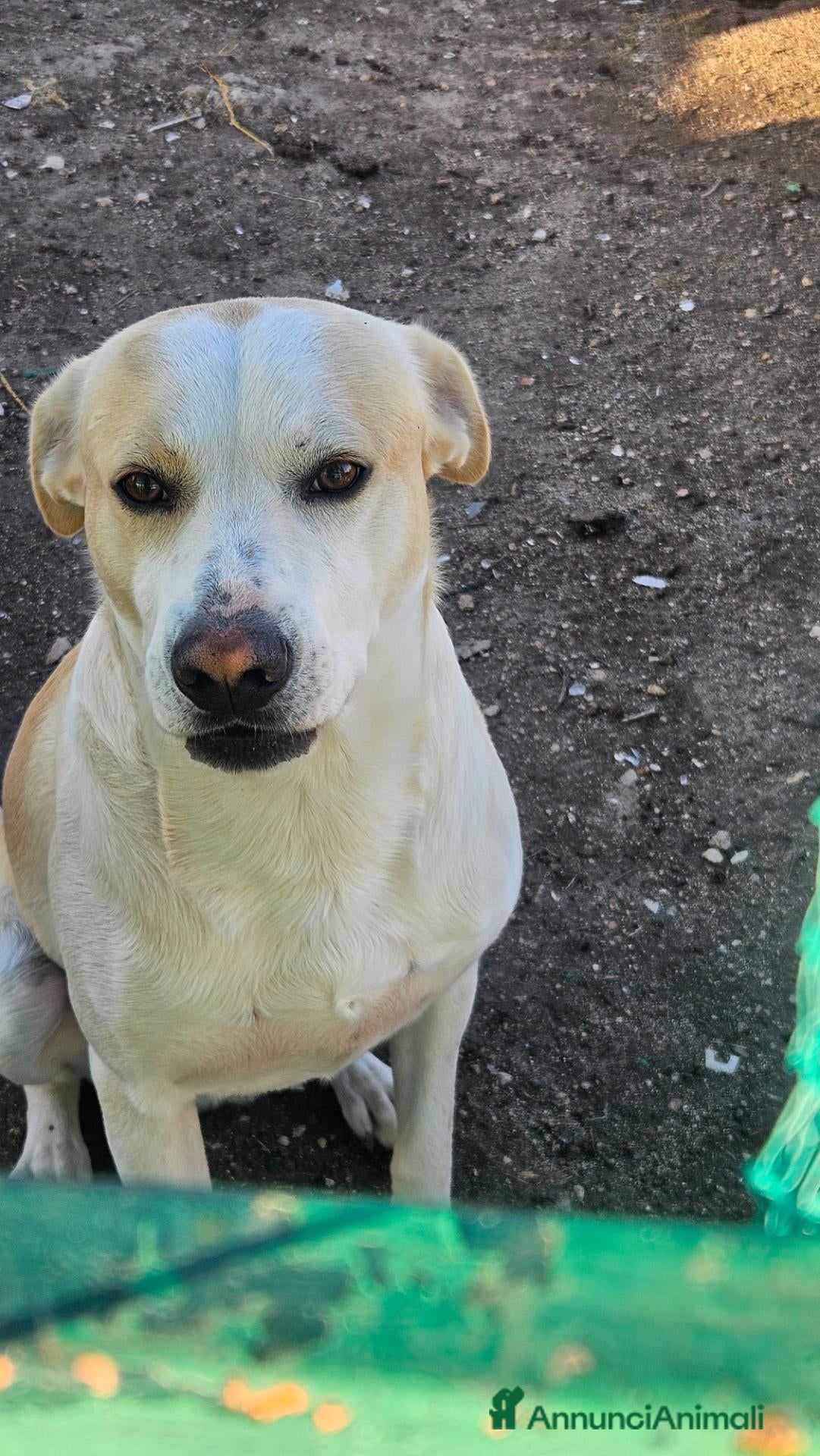 Meticcio cani in regalo: Rey cerca casa - Annuncio 7