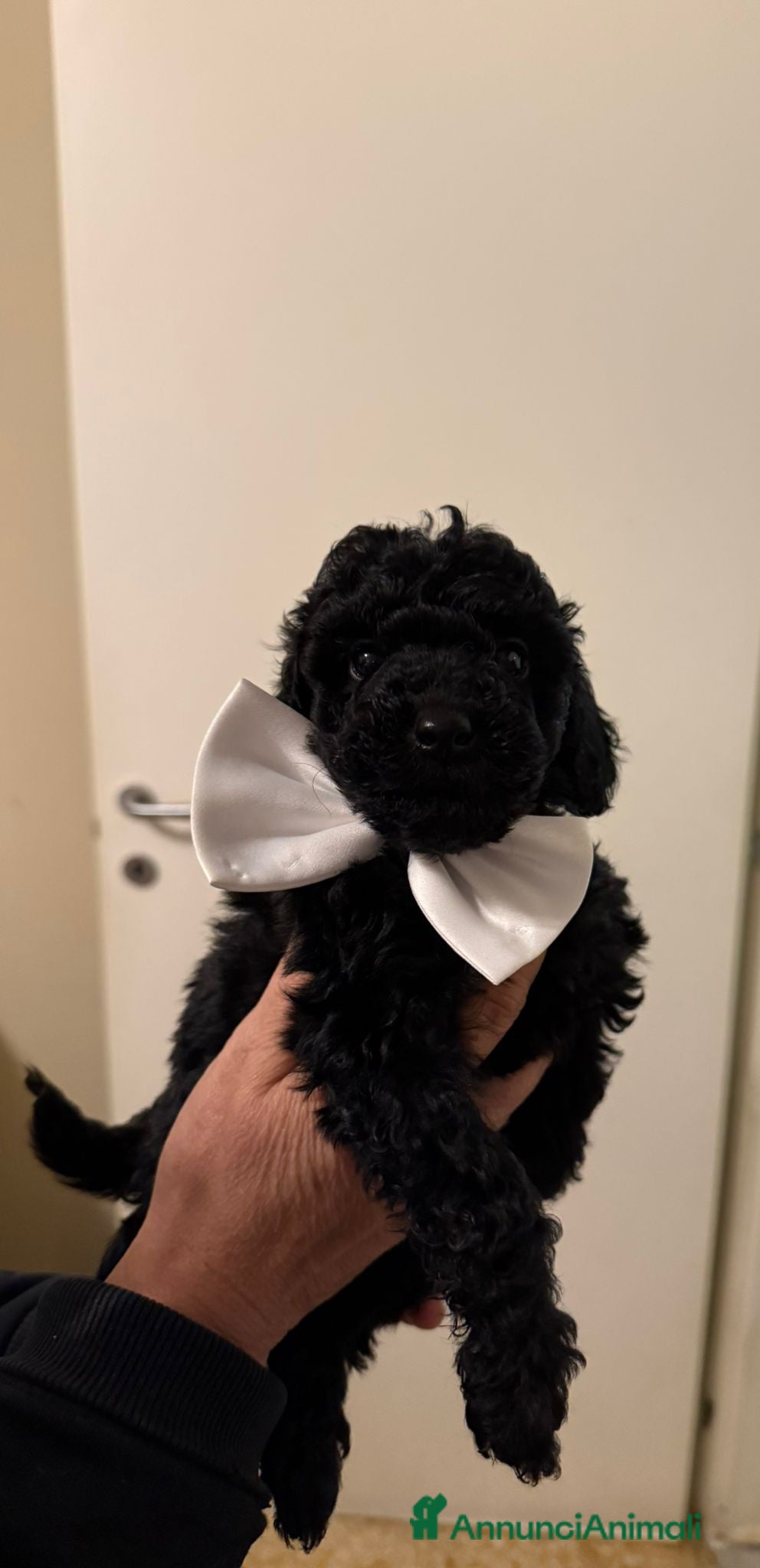 Barboncino cani barboncini  - Annuncio 1